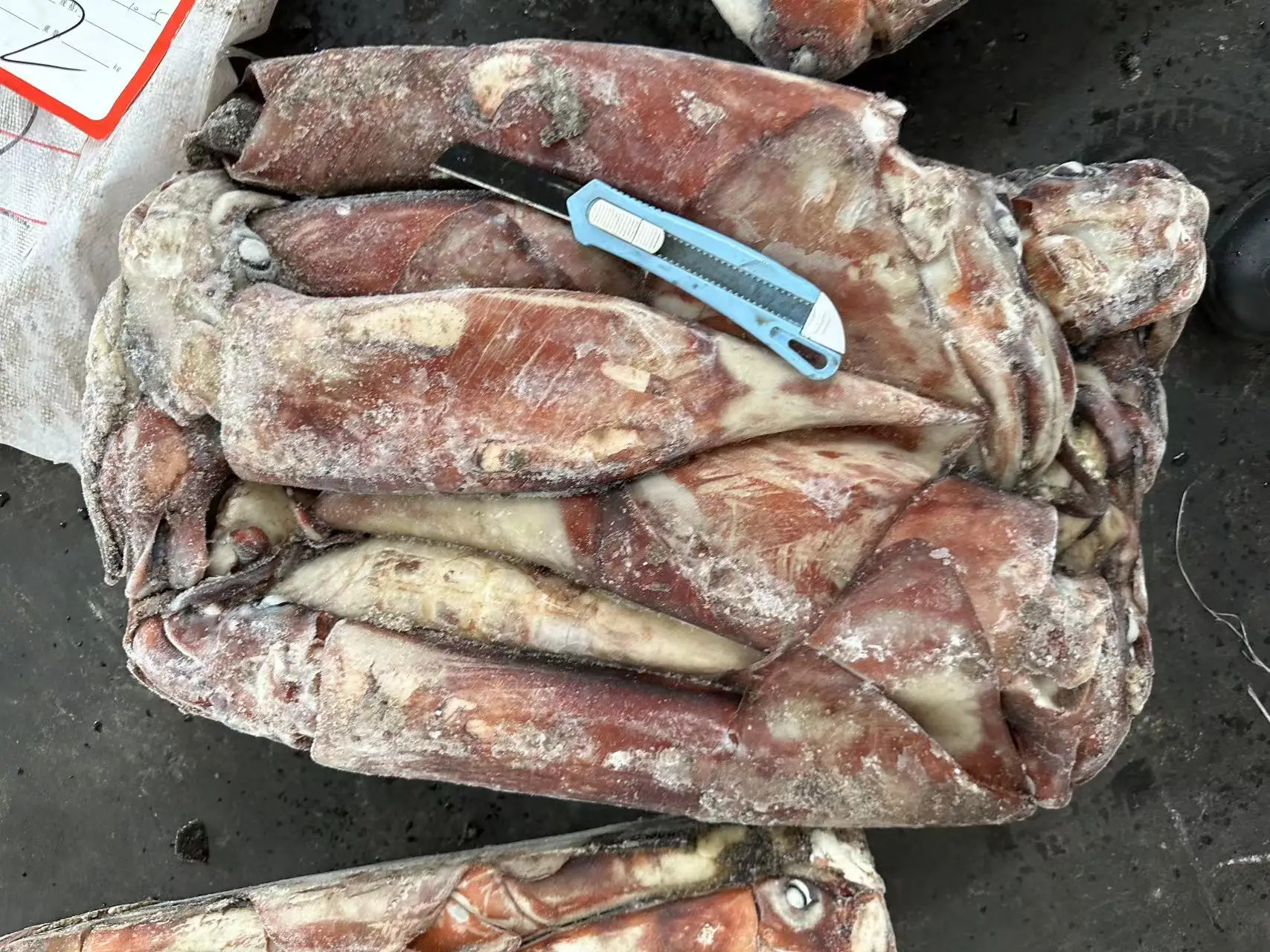 New Arrival Calamari Dosidicus Gigas 10-12 Piece Frozen Giant Squid