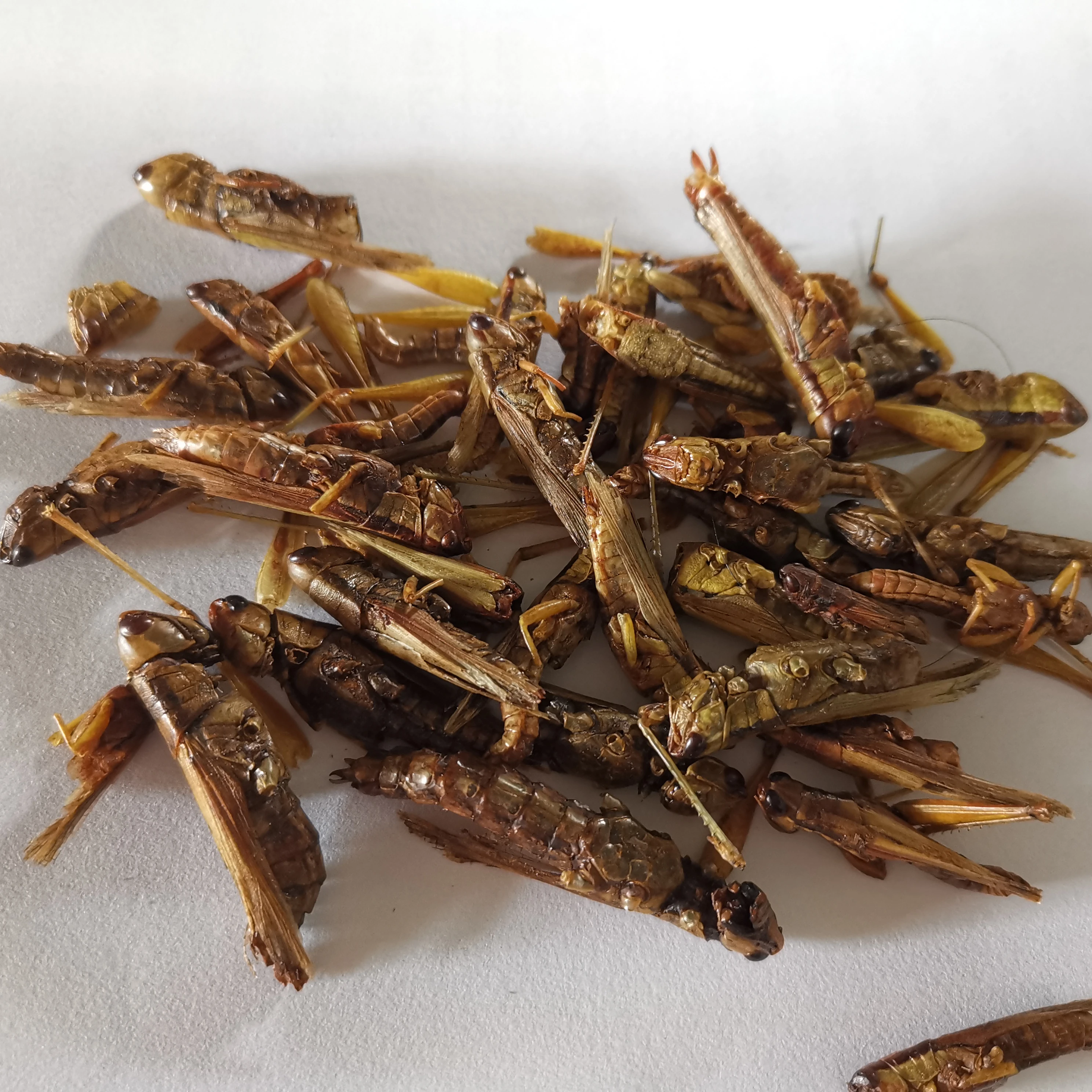 Акуав поддерживает индивидуальное с высоким уровнем питательных веществ, с высоким содержанием белка сублимированный кузнечики для птицы