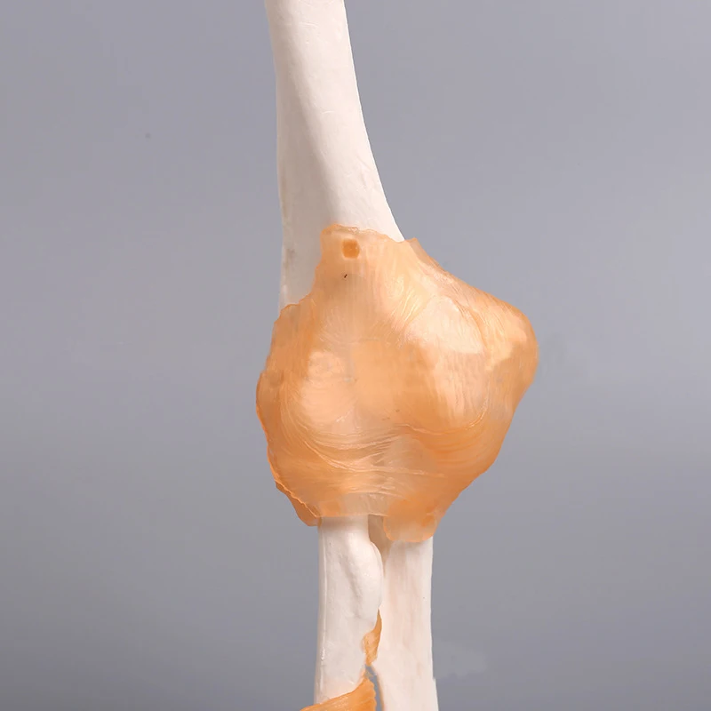 Медицинский обучающий Скелет анатомии человека, пластиковая модель коленчатого сустава
