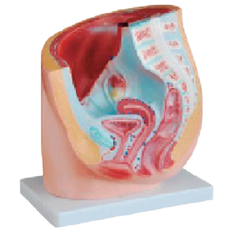 ADA-A1086 PVC Sagittal Anatomy Model Female Pelvis Model for Medical Science Training for Medical Schools Hospitals Clinics
