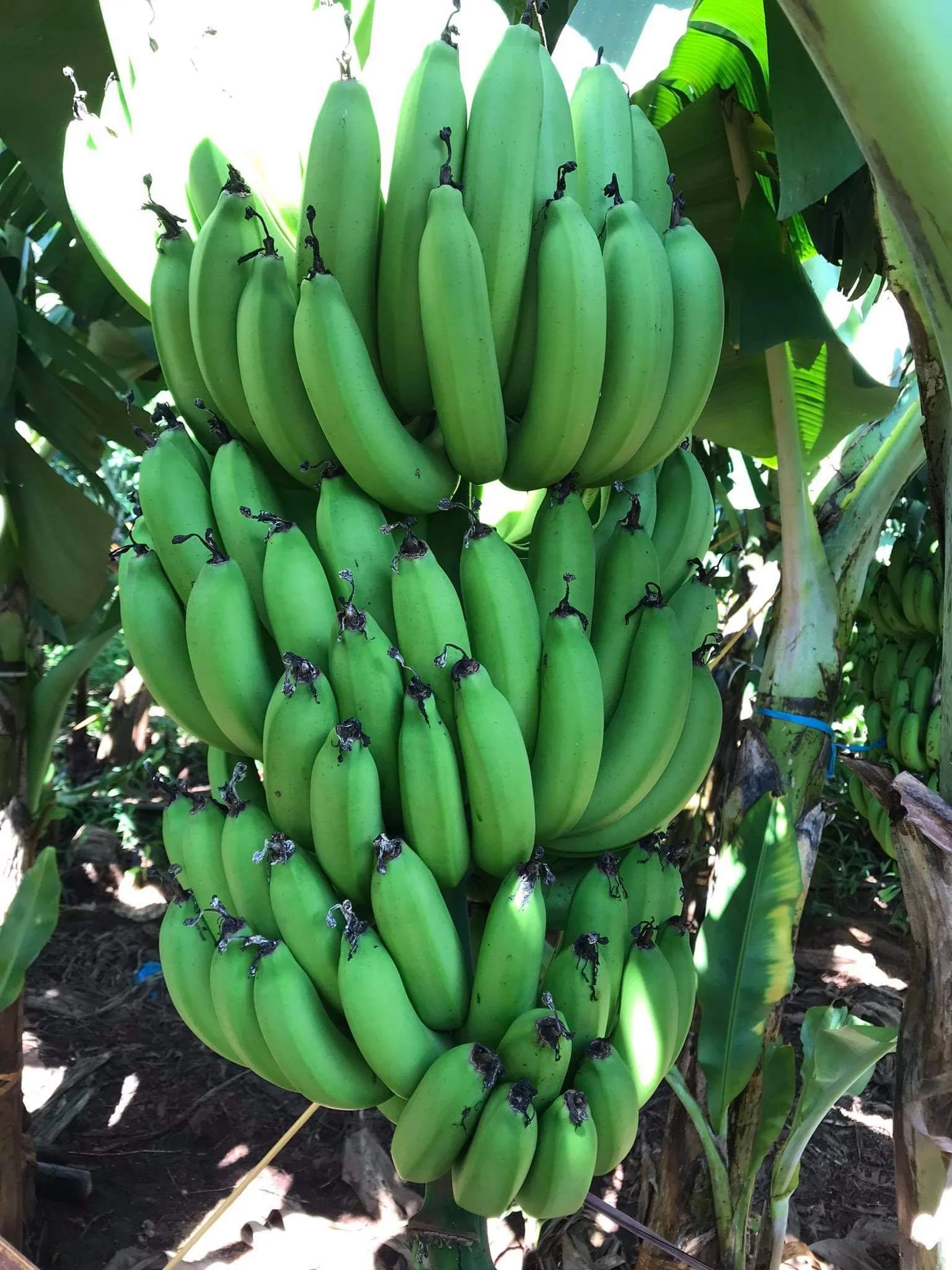 Cavendish banana in bulk for sale green banana fresh cavendish banana natural color sweet taste wholesale tropical fruit