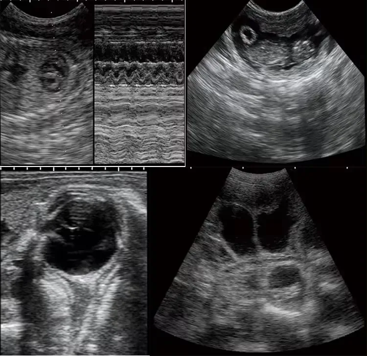 5 7 дюймов Ветеринарный ультразвуковой сканер для домашних животных диагностический тест на беременность KX5200