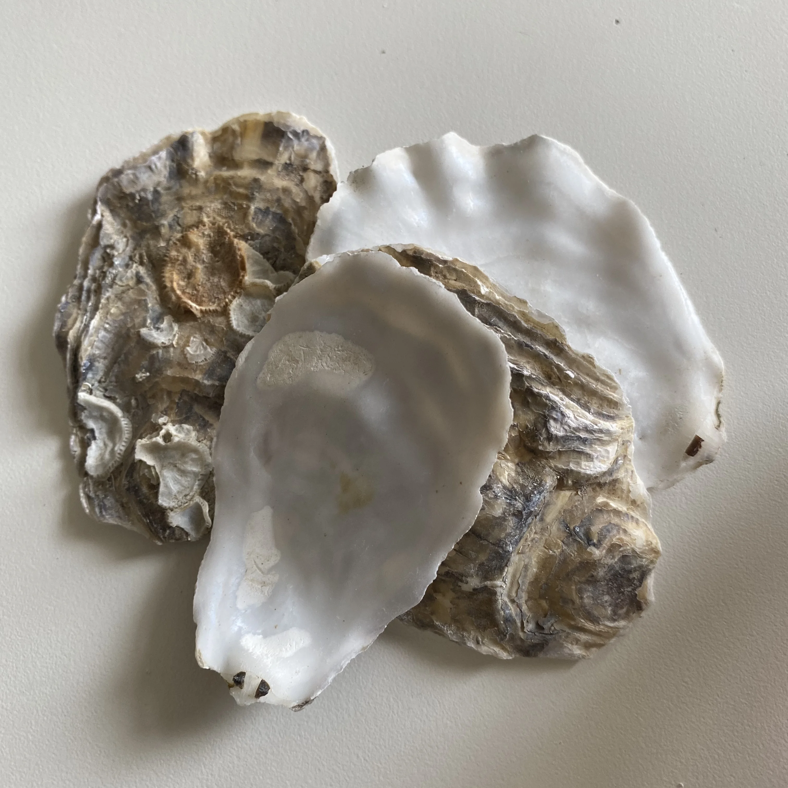 High-Quality Seafood Shell Oyster In China