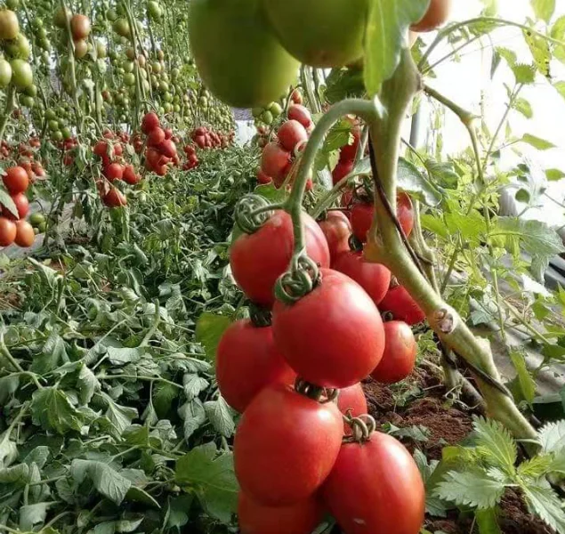 Гибридные семена f1indtermiante Tomato Rio Grande