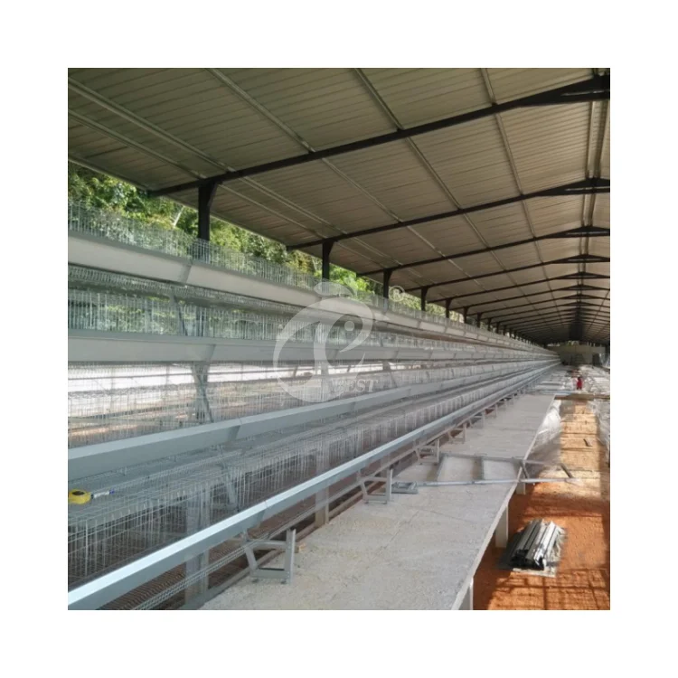A Type Battery Layer Chicken Cages Automatic Egg Collector Chicken Cage Plans For Poultry Farm