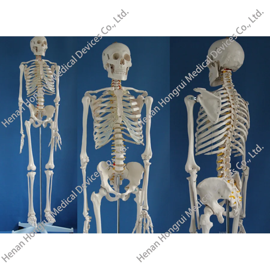 skeleton model 180cm.png