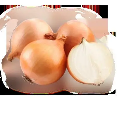 fresh onions for Export onion  or onion seeds for 1 ton price sale