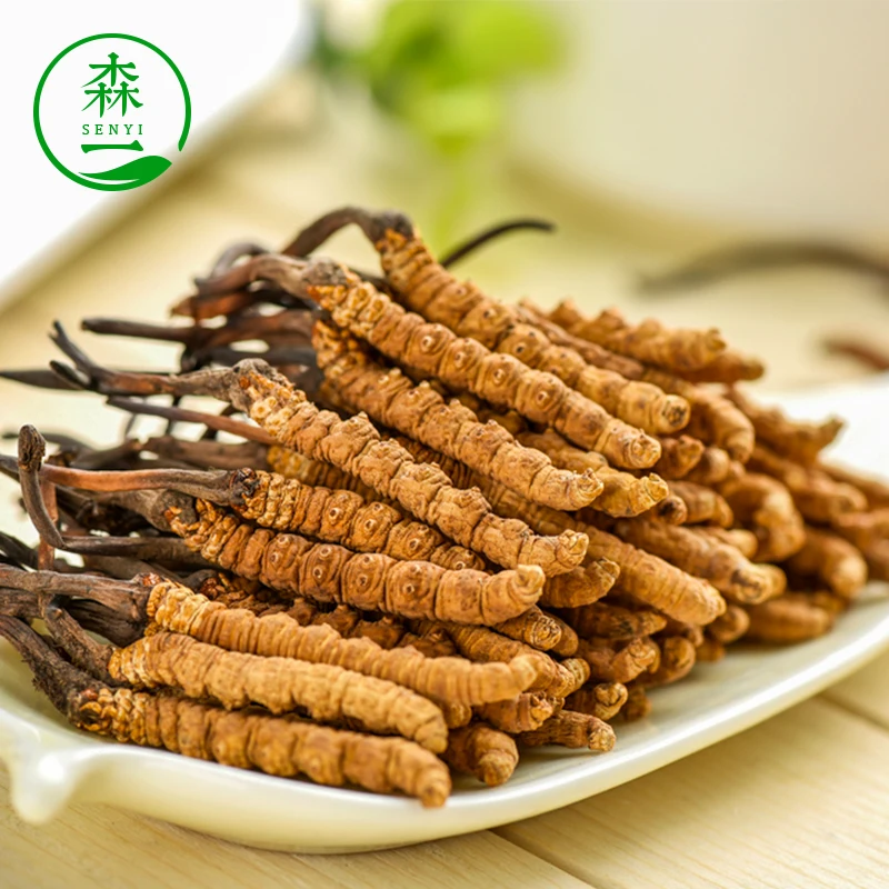 dried dong chong xia cao organic cordyceps cordyceps sinensis tea