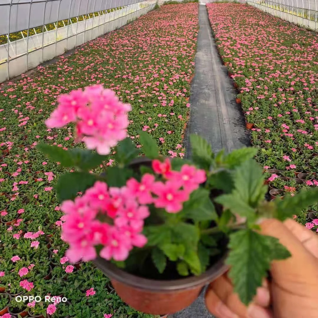 15 cm 6 inch hot thermoforming red pots for plants plastic pot