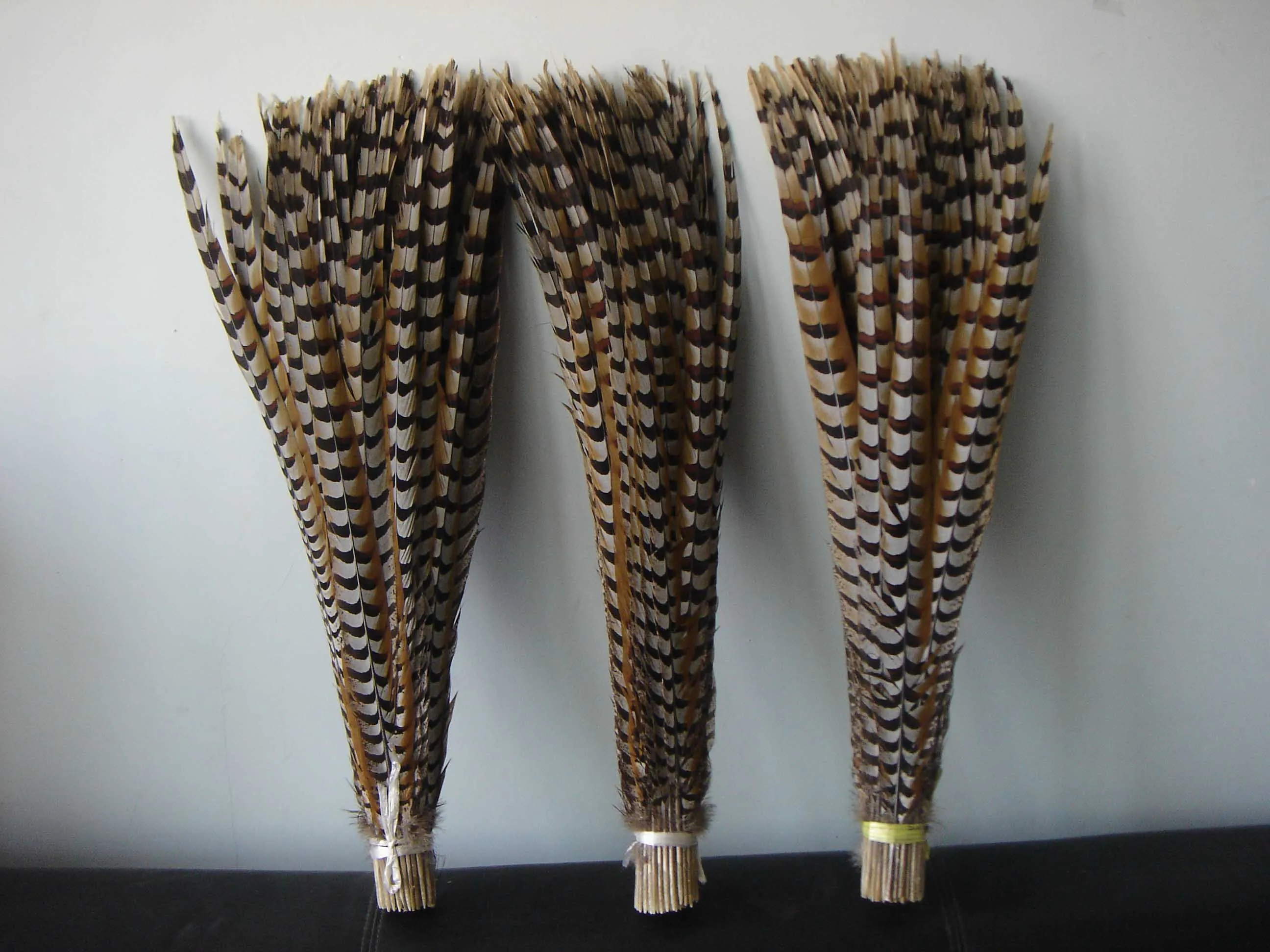 Reeves pheasant feathers