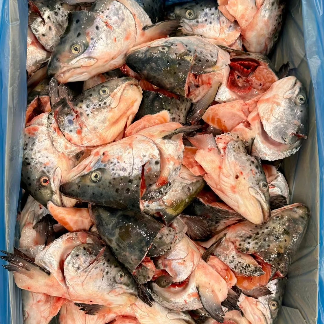 Good price Hot sale product Frozen Salmon Head