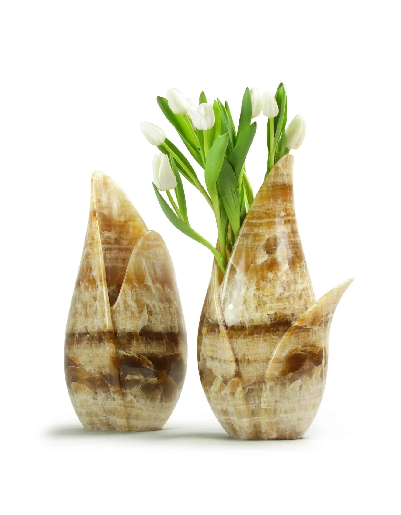 Tulipa.jpg