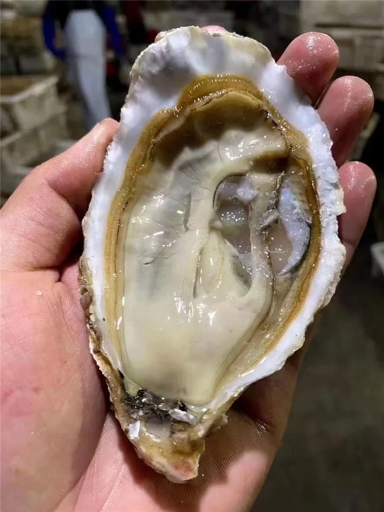 Good Quality Frozen Good Price Stable Supply Aquaculture Live Oyster For Sale