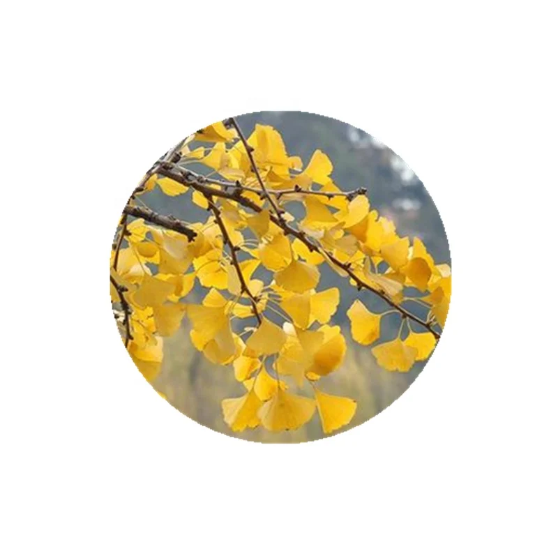 
High quality natural 500mg ginkgo biloba leaf extract 24% flavone, 6% Ginkgolides 