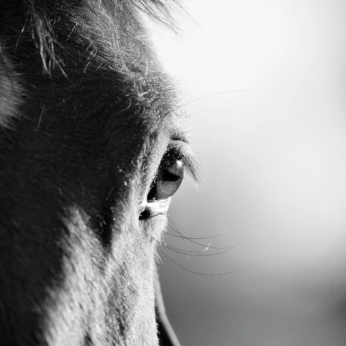 
Animal photographic prints modern art canvas painting and calligraphy Horse eyes zebra cat in curiosity cows 