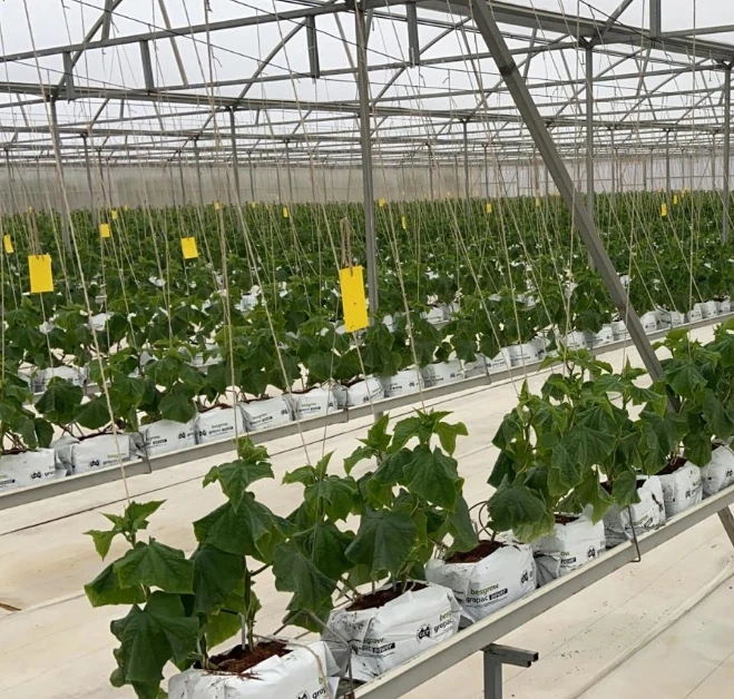Сельскохозяйственные тепличные вертикальные гидропонные системы для фермерских томатов/огурцов/салатов/клубники