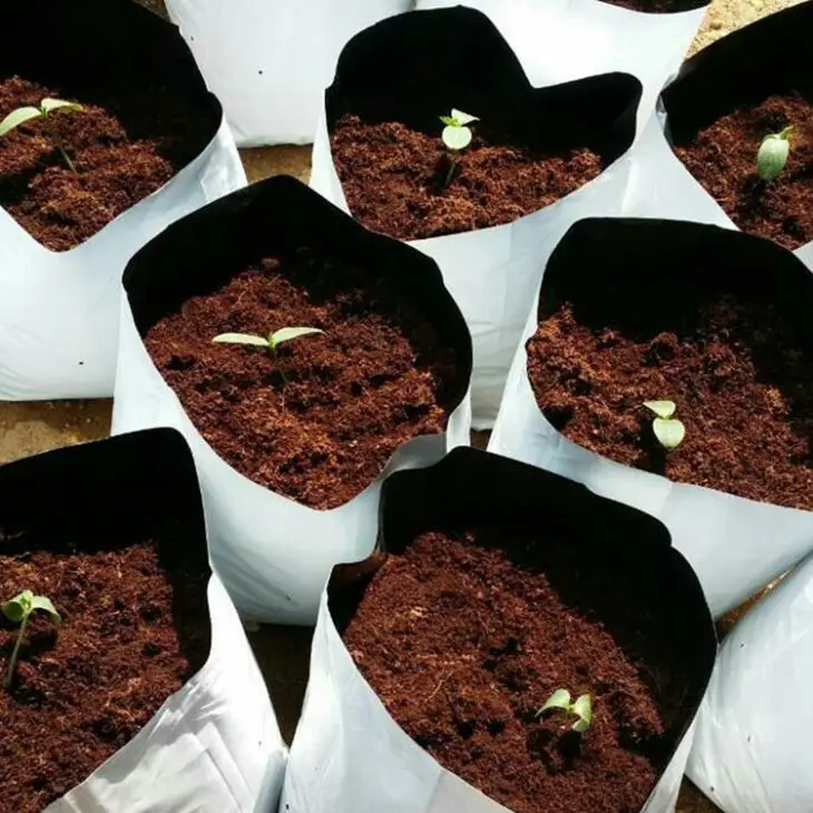 New Trend  Plastic Grow Bags Black White PE Material Seedlings and Rooting