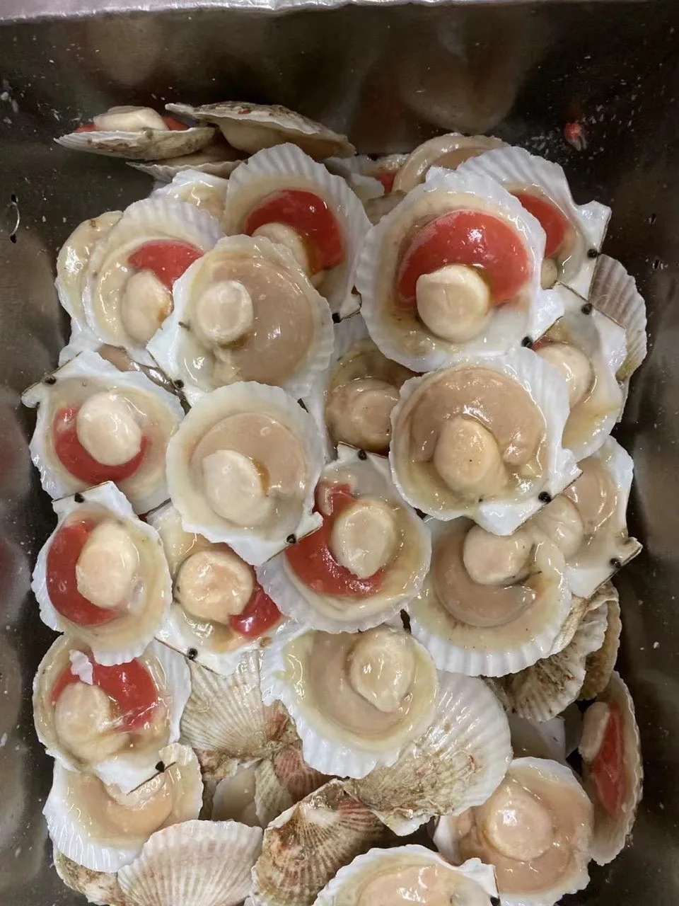 Frozen Half Shell Sea Scallop High Quality