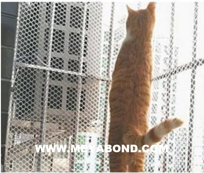 High Strength Plastic Plain net Poultry Farming Fence Poultry Netting