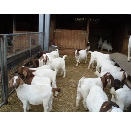 
wholesale Pure bred boar goats for sale 