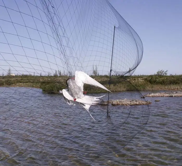 Черные нейлоновые сетки для ловли птиц