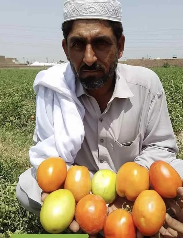 Determinate openfeild, теплостойкие гибридные F1 семена томатов овальной формы