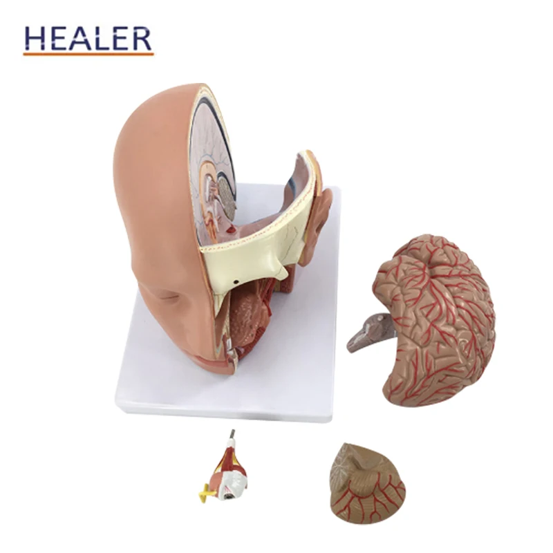 Life-size Plastic Head Models Attached Cerebral Artery Natural Large 4-Part Middle Brain Model Anatomy