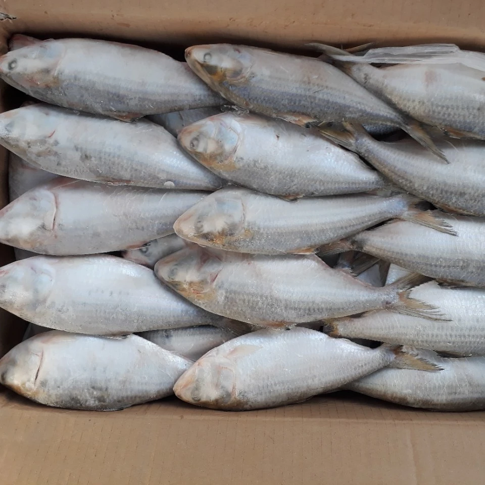 Замороженная рыба Hilsa недорогая в горошек садок Бонито Whatsapp 0084