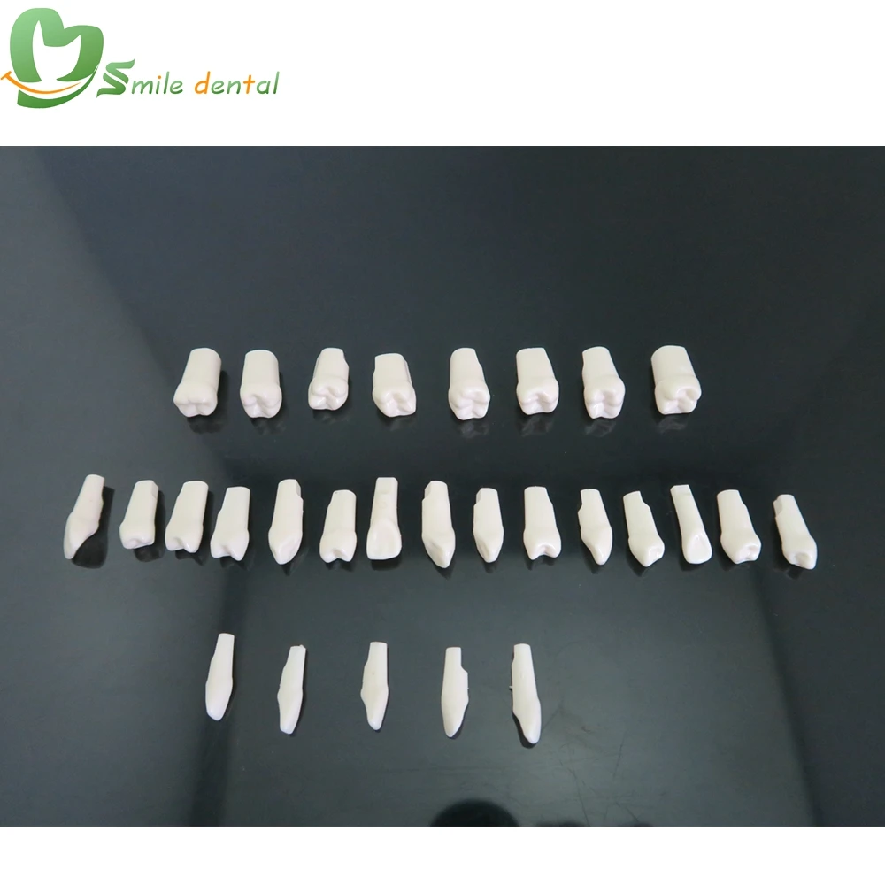 Dental Replace teeth Resin Simulation Tooth Standard Practice Screw-in Permanent Teeth Jaw Model