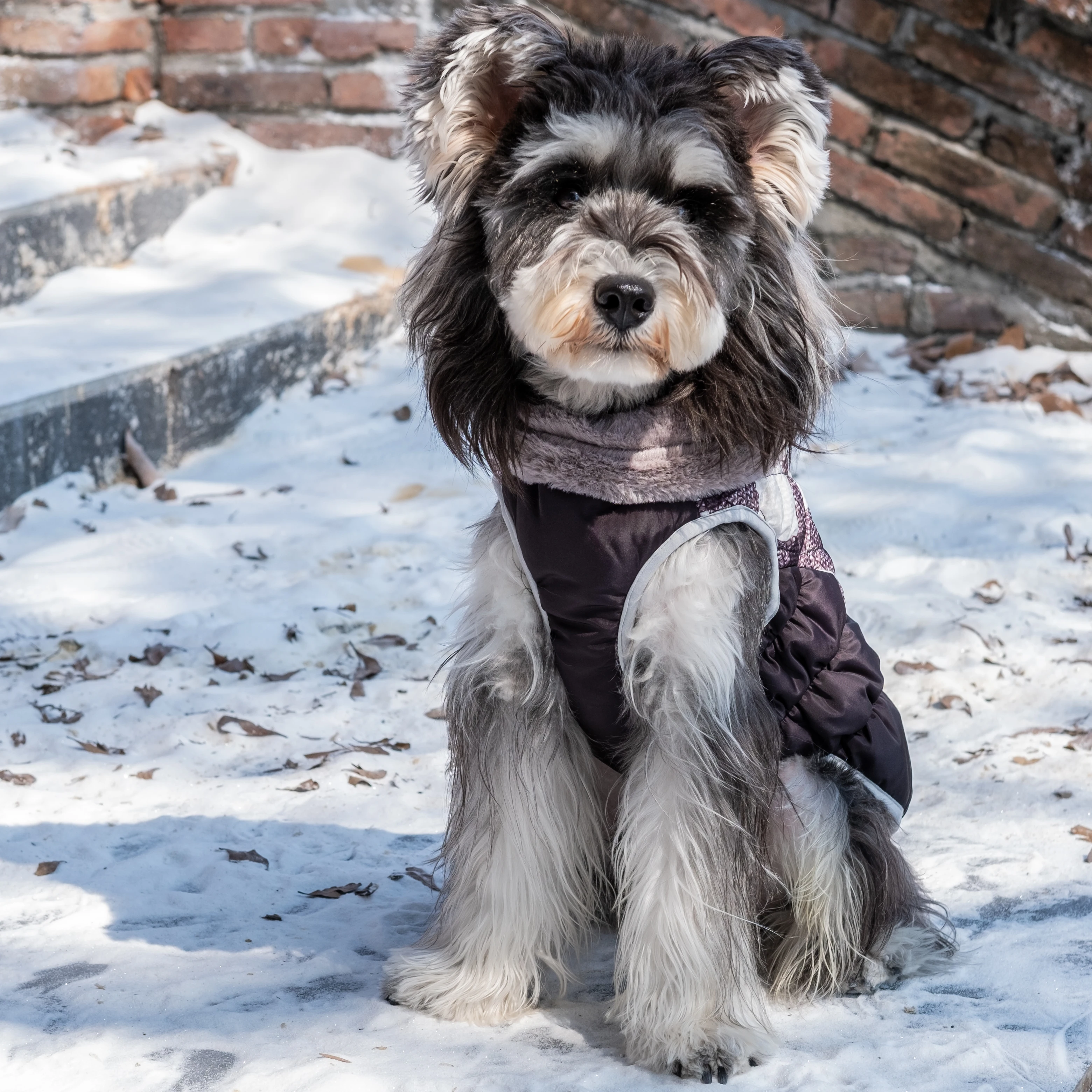 CuteBone New Fashion Design  black and white  Pet Clothing Warm  Dog Coat Jacket Windproof Pet Dog Coat