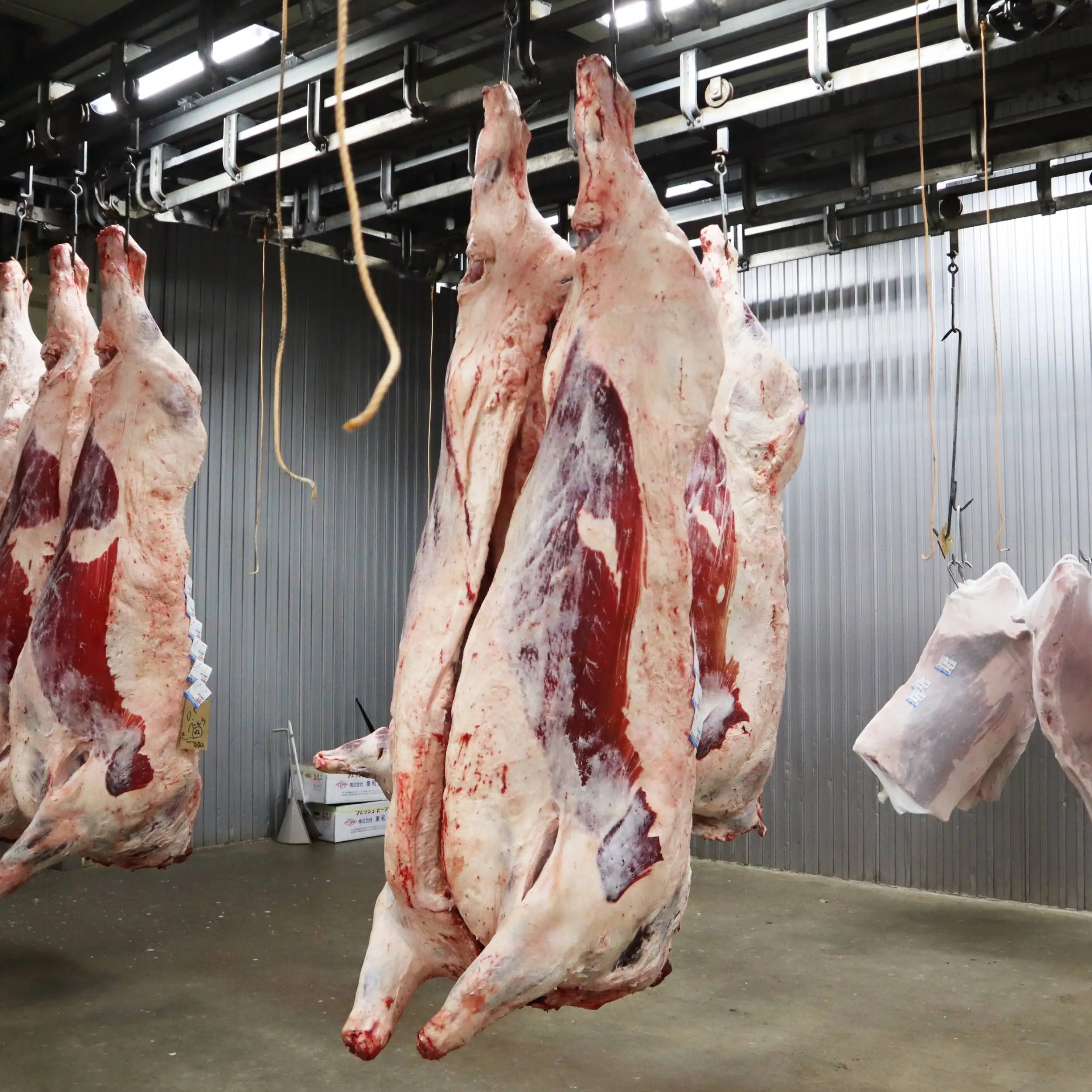 Fresh Full Set Exotic Frozen Beef Bulls Meat From Japanese Wagyu