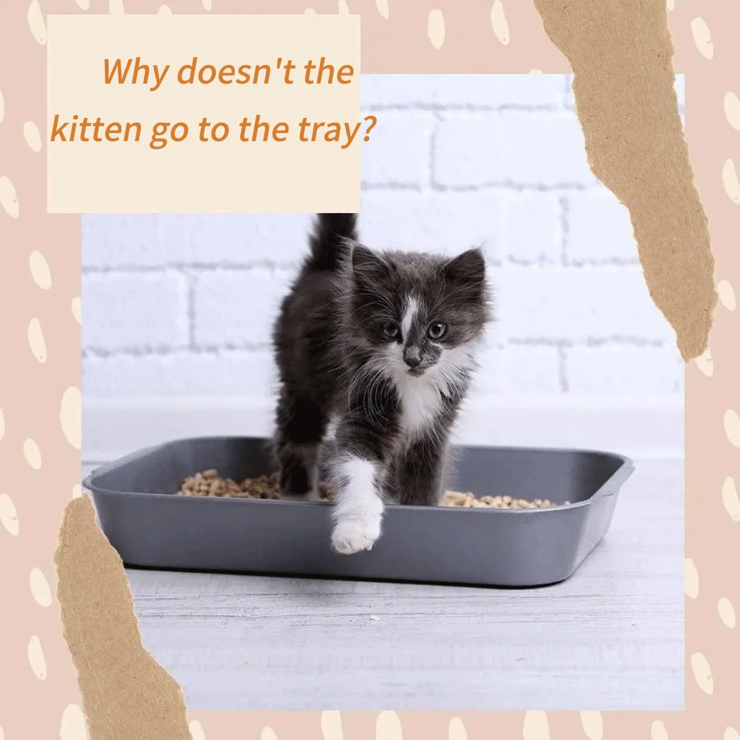 GLCL03  OEM manufacturers low dust eco friendly 1-3mm ball shape sand colorful bentonite cat litter for cat