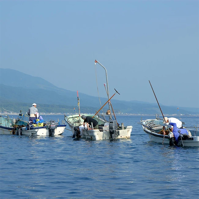 Japanese hokkaido delicious flavor sea food grade rausu kelp dried