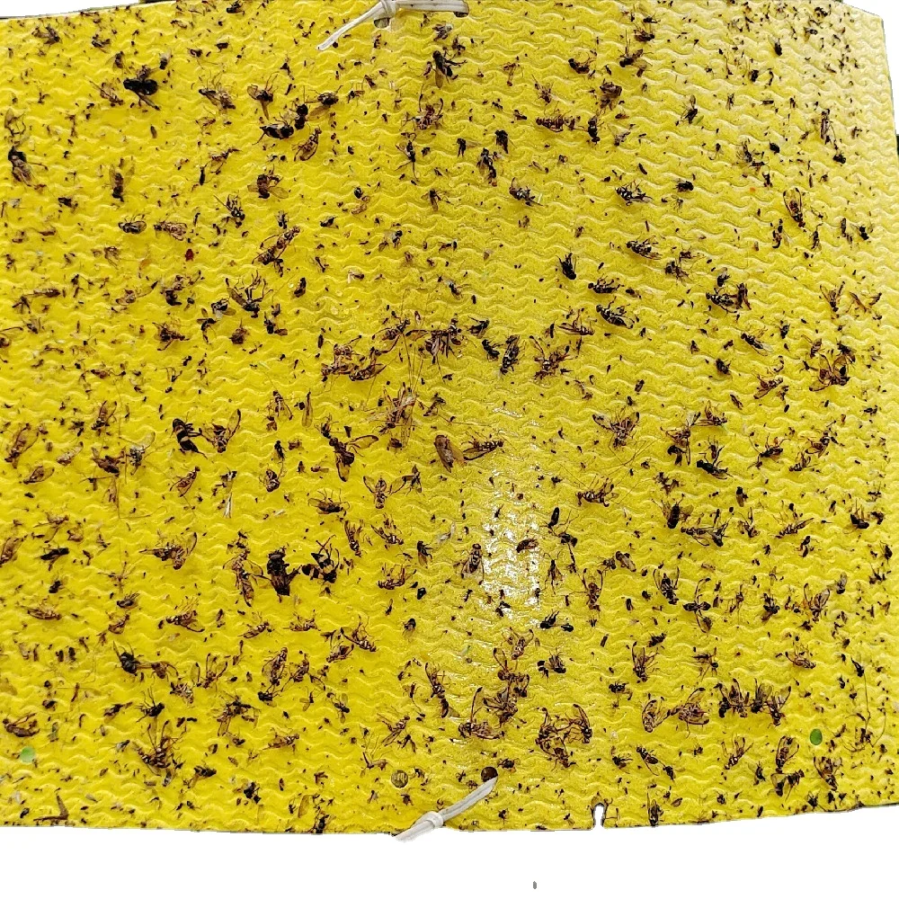 Fruit Fly Moth Traps