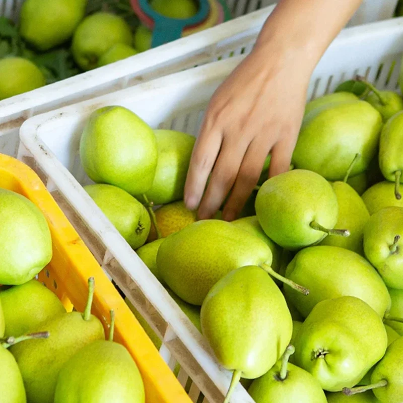 New Season Asian Pear Fruits /Fresh Chinese Yellow Ya Pear/Fresh Crown White Pear Fruit For Sale With Cheap Price