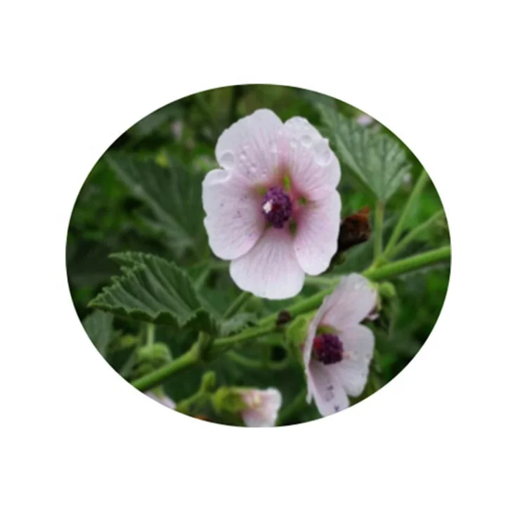 Natural Health Ingredient 10:1 20:1 Marshmallow Root Extract Powder