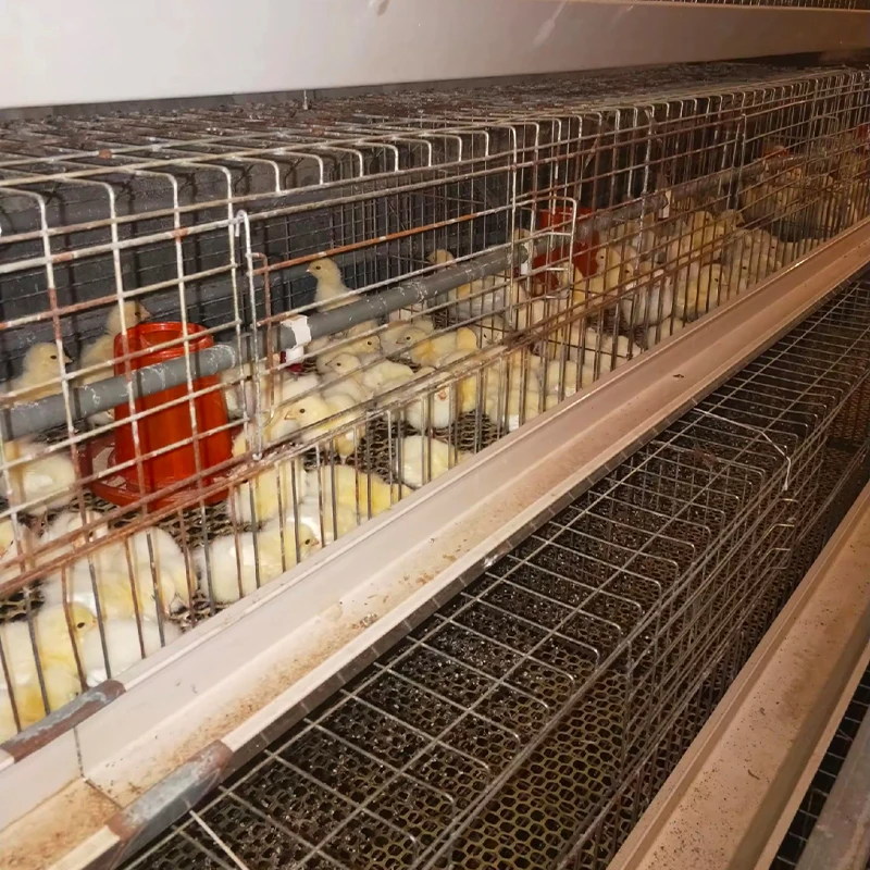Good Price H-Shaped Chicken Layer Cage Full Automatic for Poultry Farm Coop for Chicken Rearing