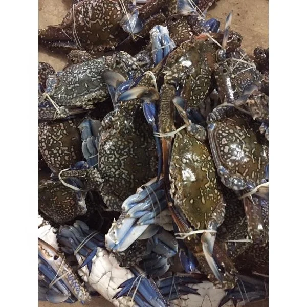 Frozen seafoods/processed blue crab