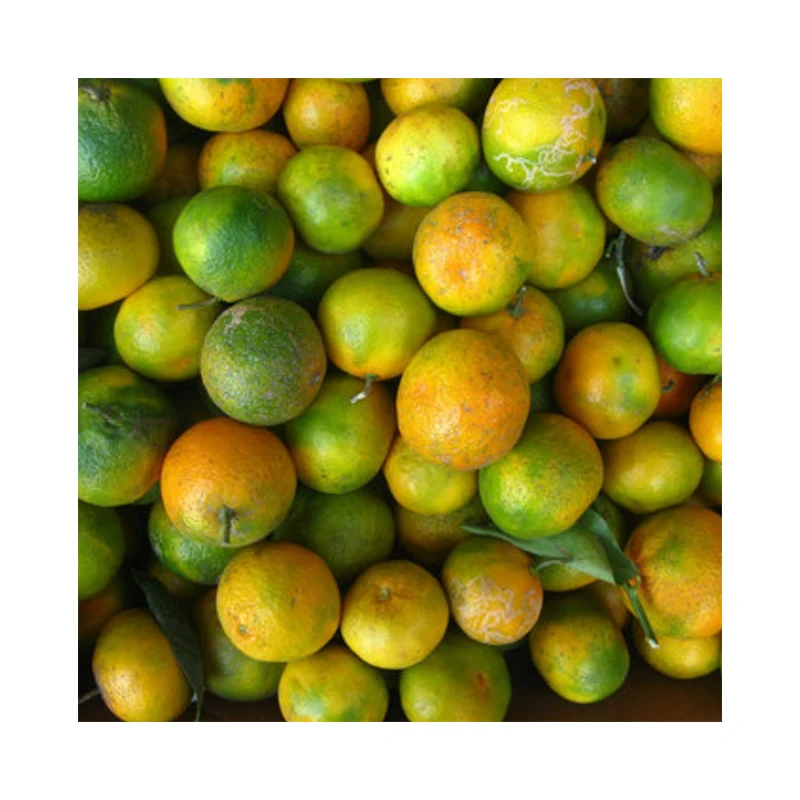 Fresh Seedless Tangerines Premium Style Weight Water Origin Type Size Grade Product ISO Fresh Fruit Place