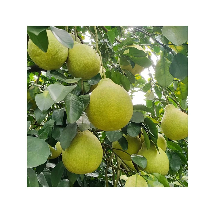 China Best Citrus Fruits New Crop Fresh Pomelo