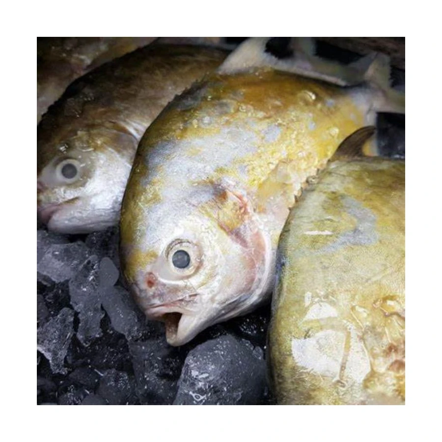 
Promotional Good Quality IQF Frozen Golden Pompano Pomfret Fish Seafood for Restaurant 