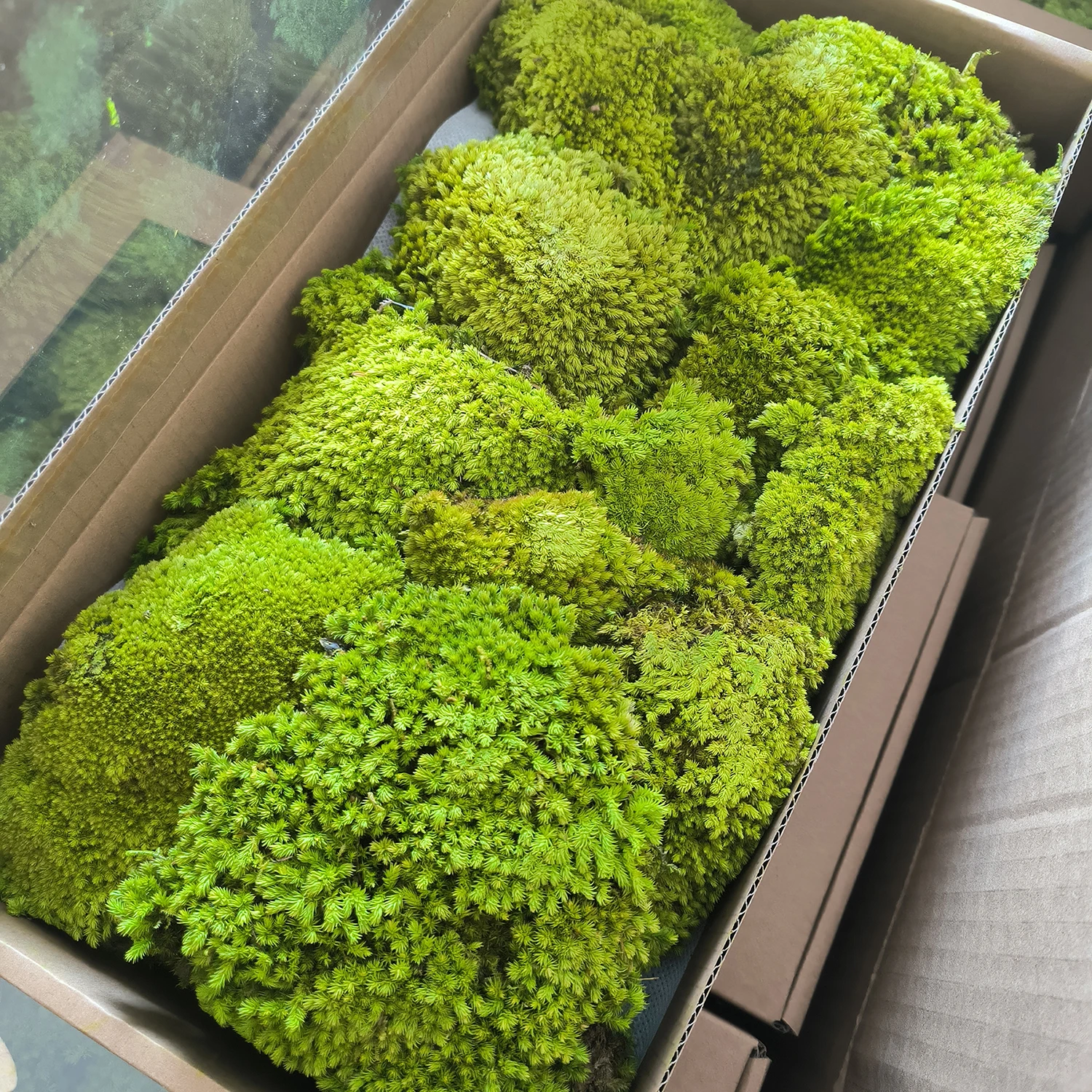 environmental decorative plant 3D Bun Lichen Moss preserved sheet stabilized Preserved Pole Moss for home wall interior decor