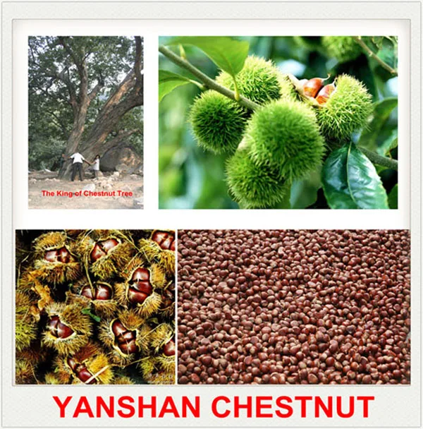 Yanshan Chestnut.jpg