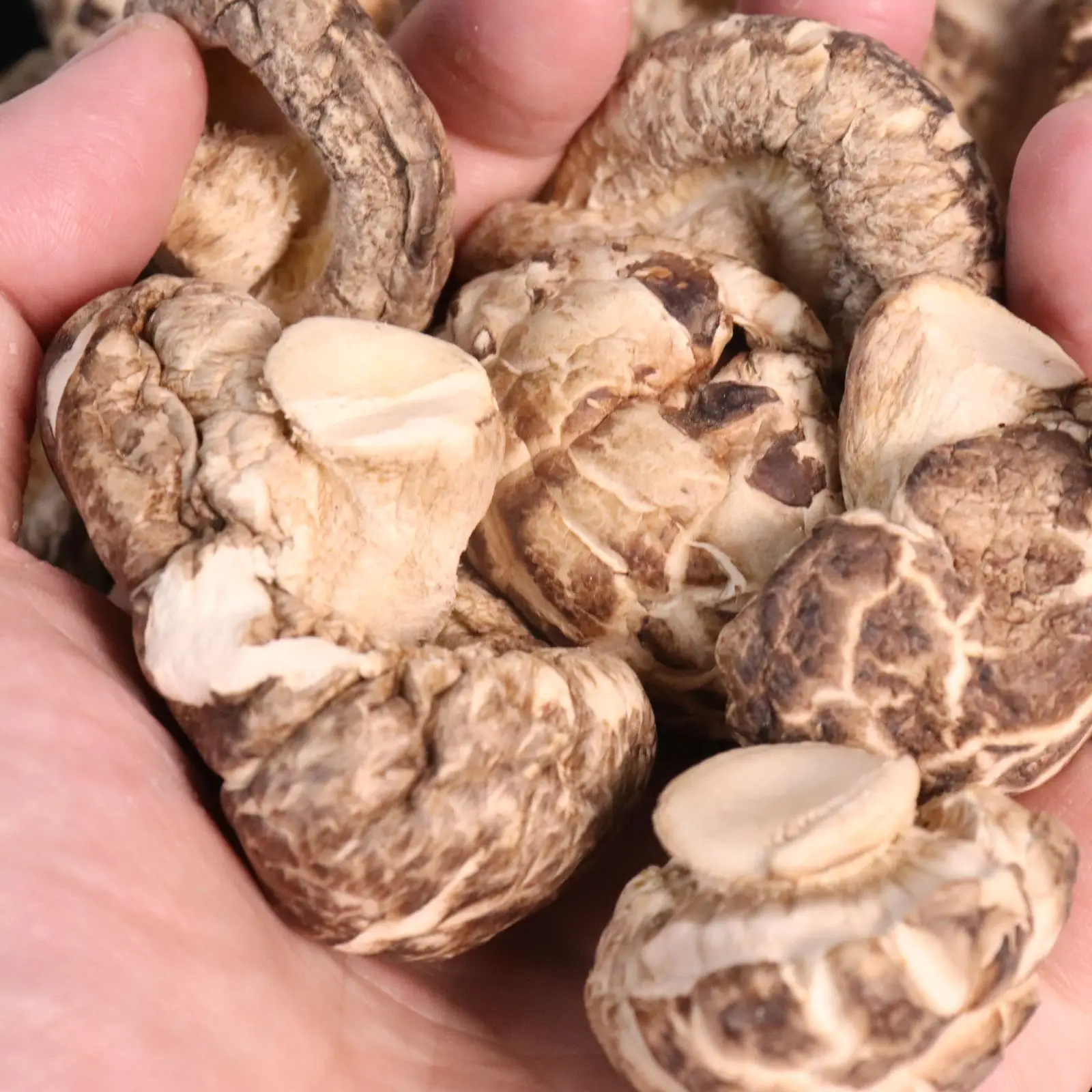 Wholesale Organic Cultivated Edible Dried Shiitake Flower Mushroom Matsutake Fungus Mushroom