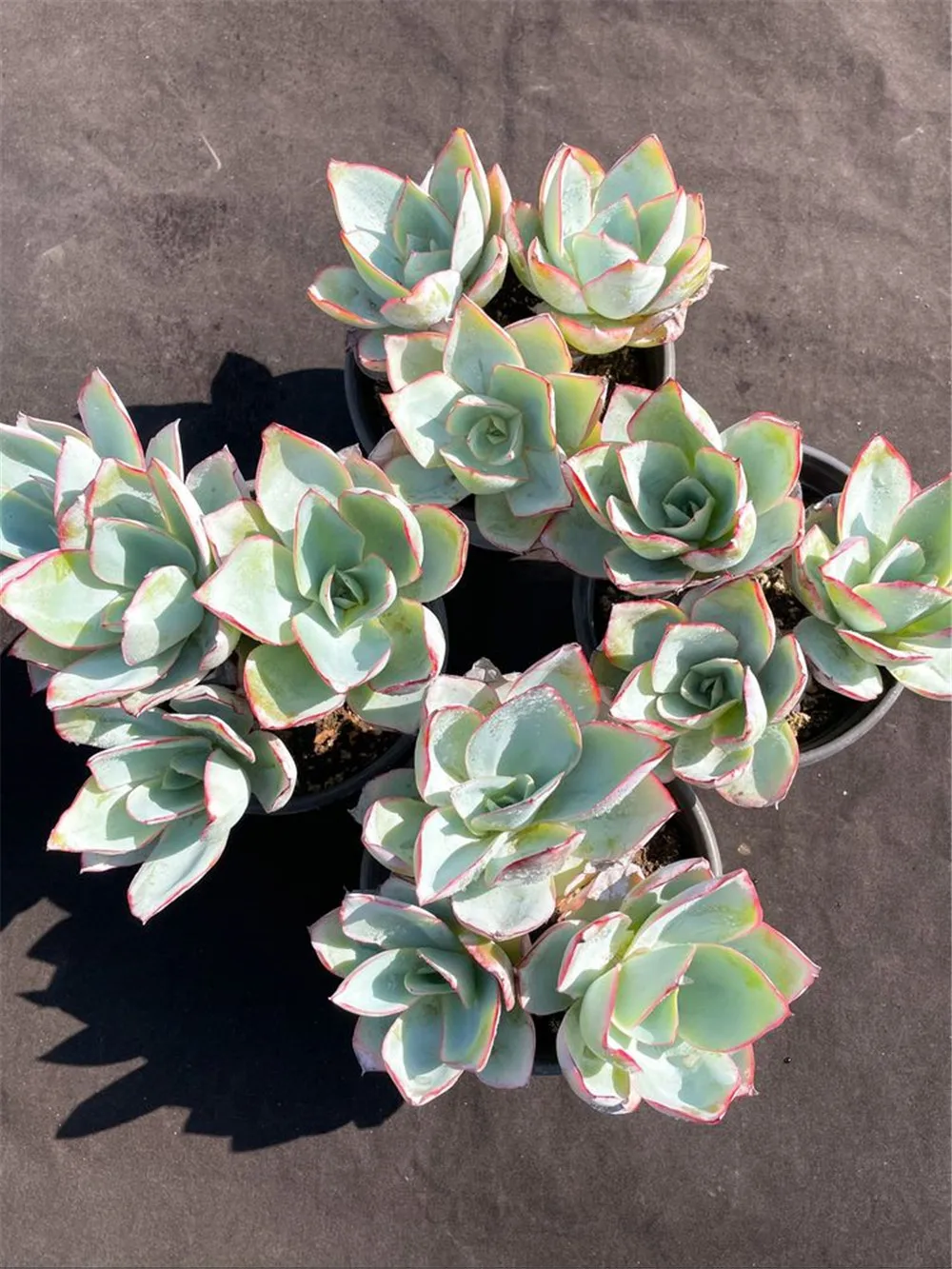 Wm36 Echeveria ледяной и пожарный кластер живое растение древесный растения-суккуленты поставщик садоводства цветочный карликовое дерево в горшке
