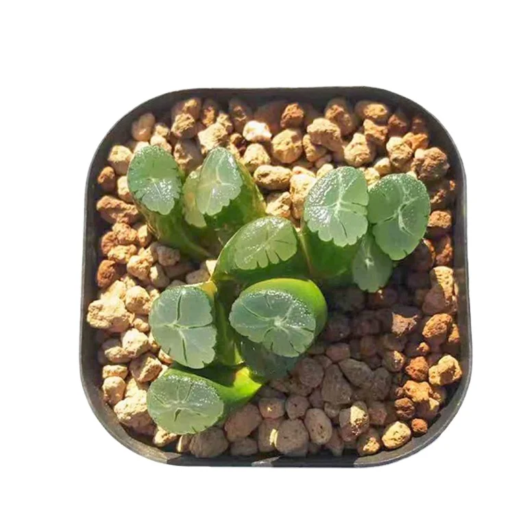 
Cheap wholesale succulents live plants set natural haworthia hot selling plant crystal texture 