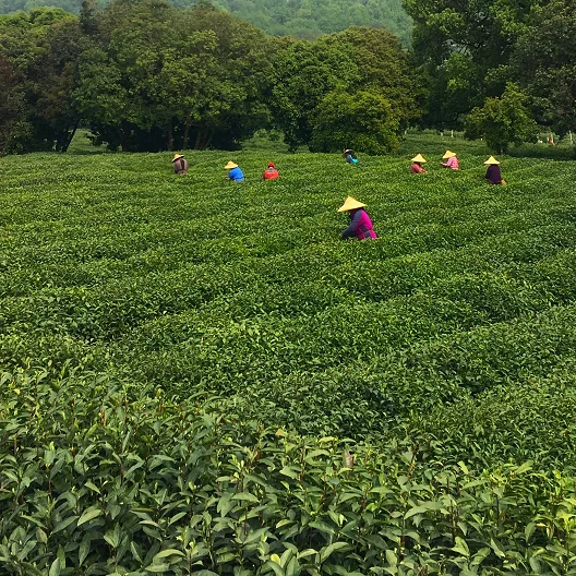 
Organic mulberry leaf powder with NOP certification 