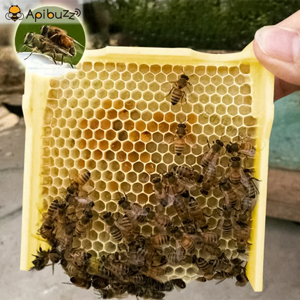Прямая поставка оптовая продажа миниатюрная коробка для пайки пчелиной сыпи из полистирола ядра пчелиная сыпь апикуляция пчеловодство оборудование пчеловодства