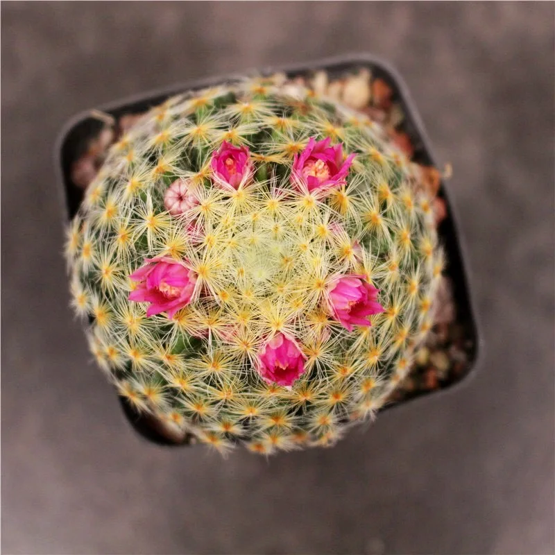 
Wholesale 3-4m Mammillaria schiedea Cactus Nature plants seed Plants Nursery Household Decorate 