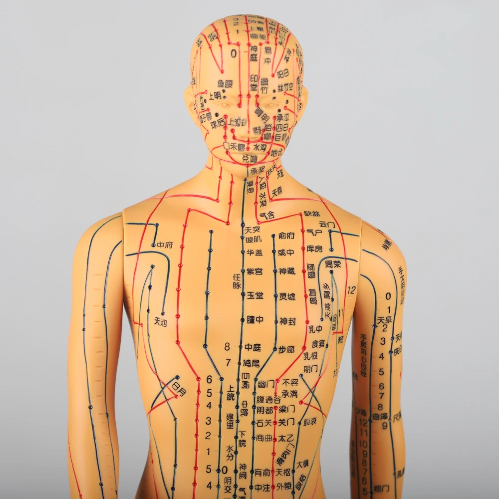 Chinese Acupuncture Model Human Acupoint Acupuncture Model Body Point Model